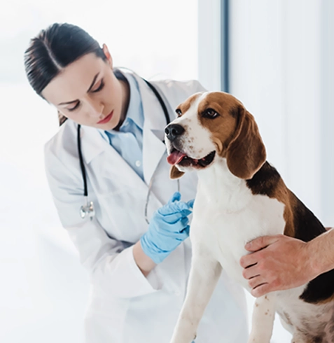 Cihanbeyli Veteriner